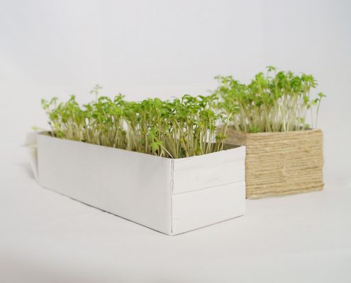 DIY Mini Garten für die Küche