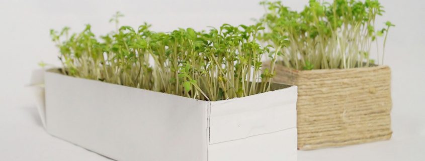 DIY Mini Garten für die Küche