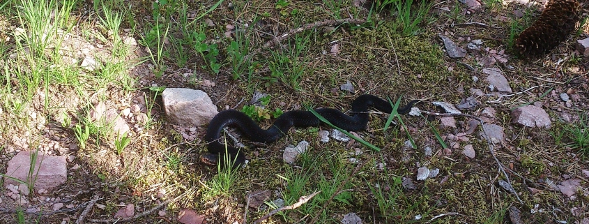 Höllenotter - schwarze Kreuzotter