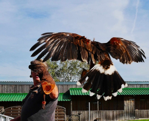 Greifvogelshow im Bayern-Park - Erlebnispark in Bayern