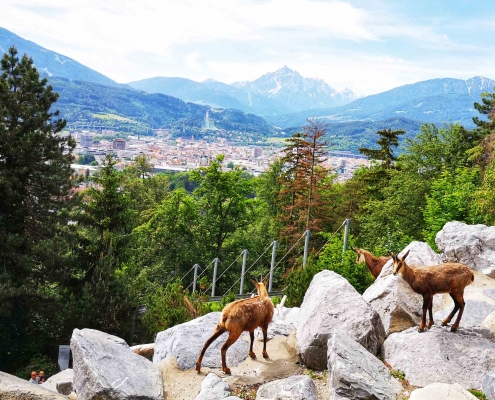 Alpenzoo Innsbruck - Zoo in Tirol